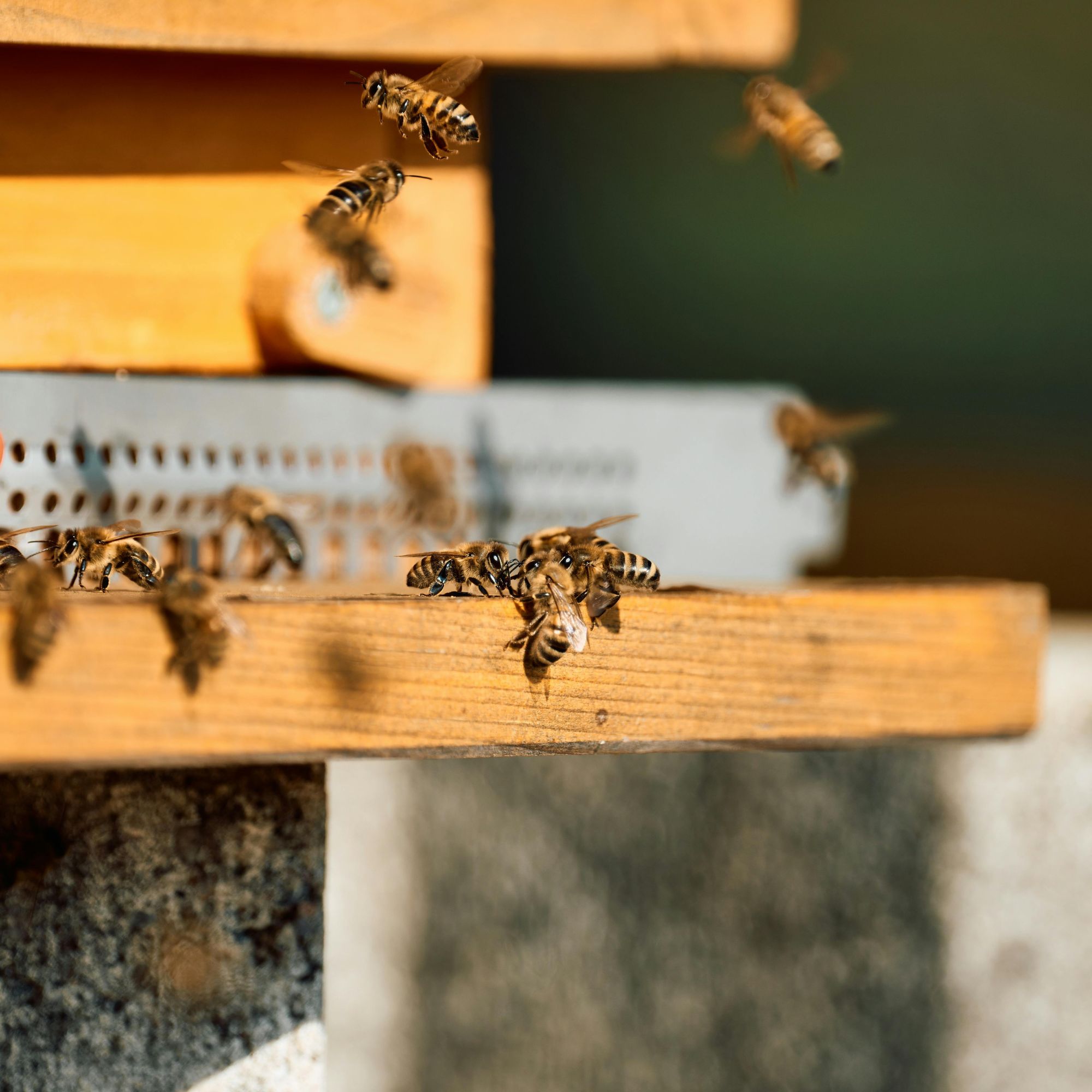 Accessoires d'apiculture