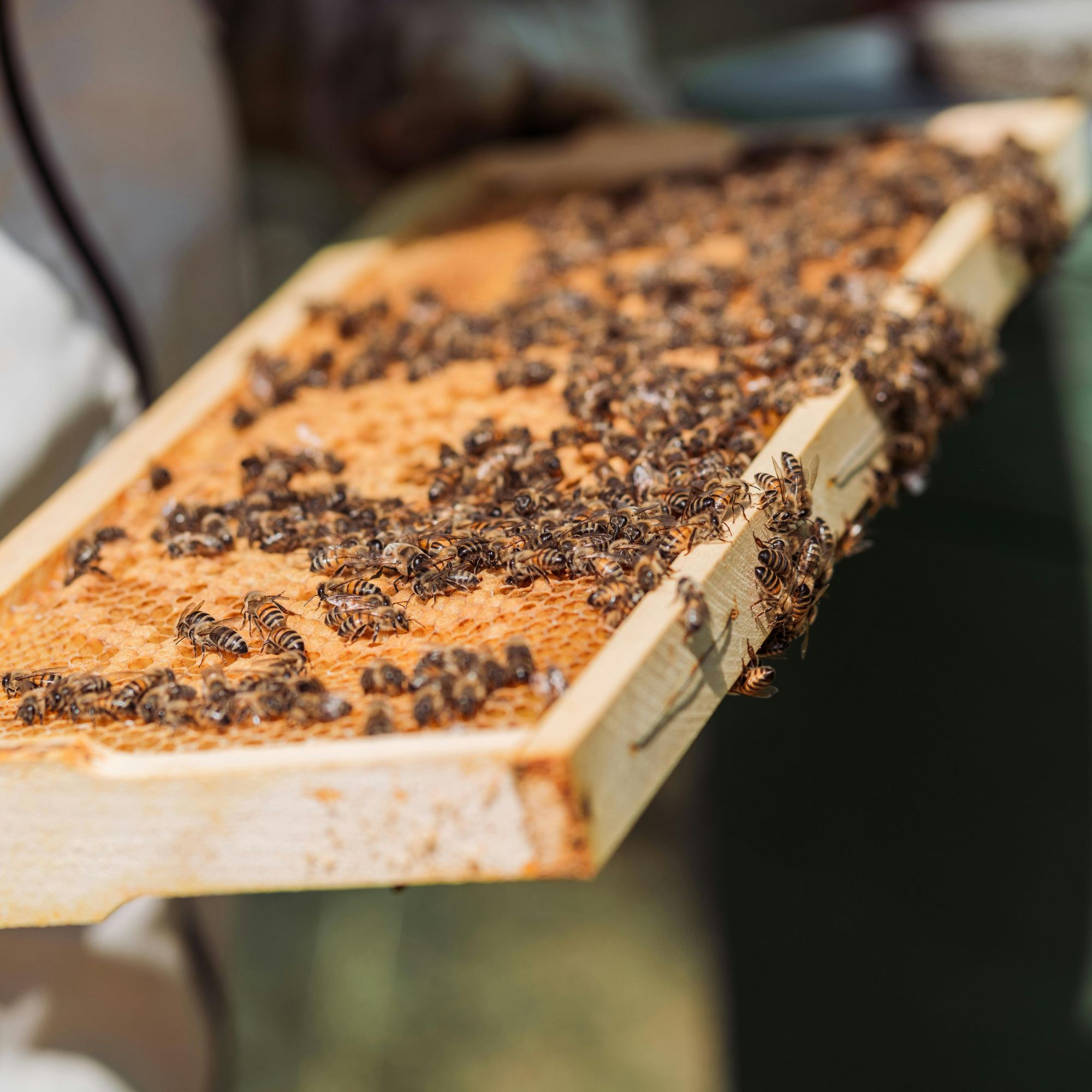 Ruche-complète-Dadant Abeille Soleil