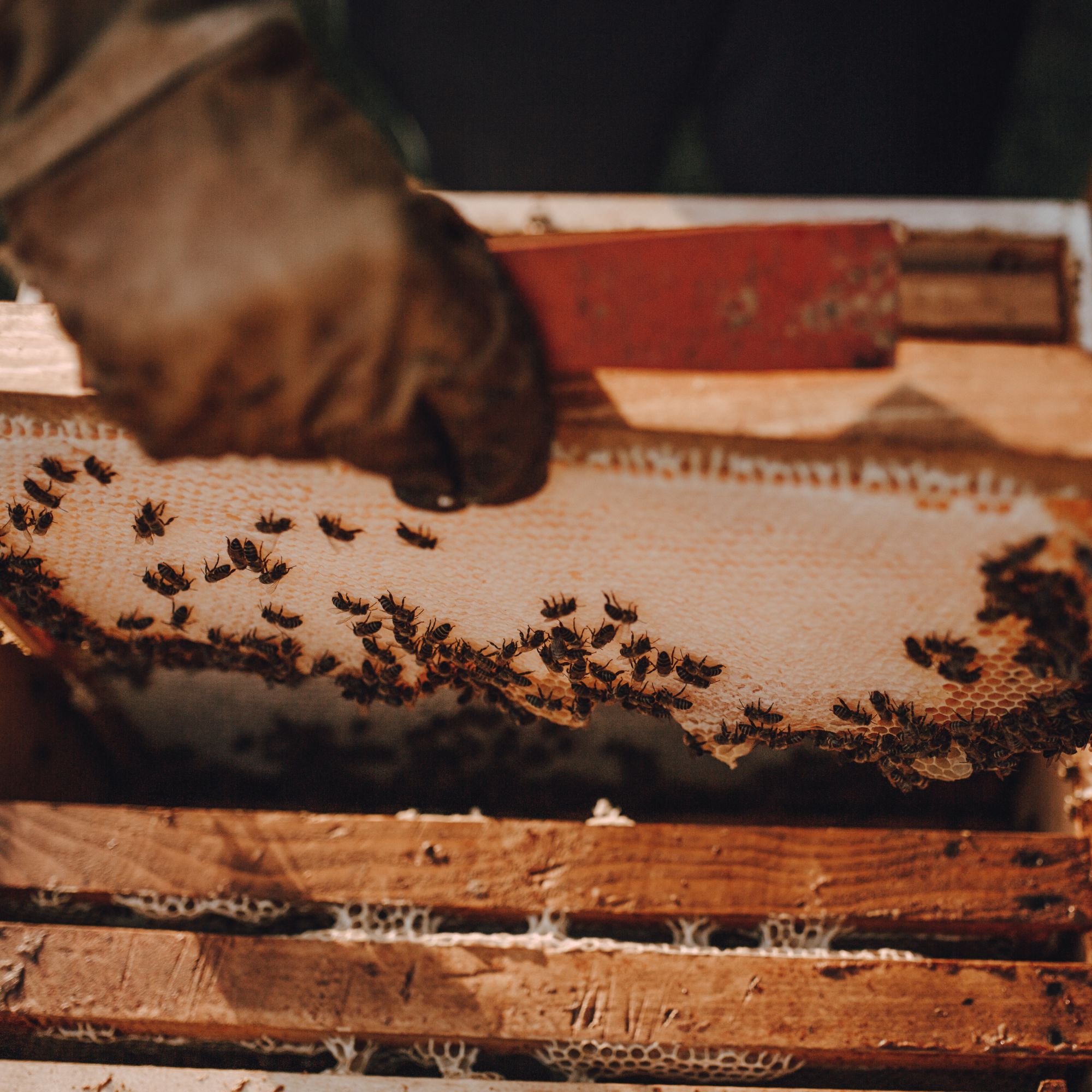 Toits-et-planchers-de-ruche Abeille Soleil