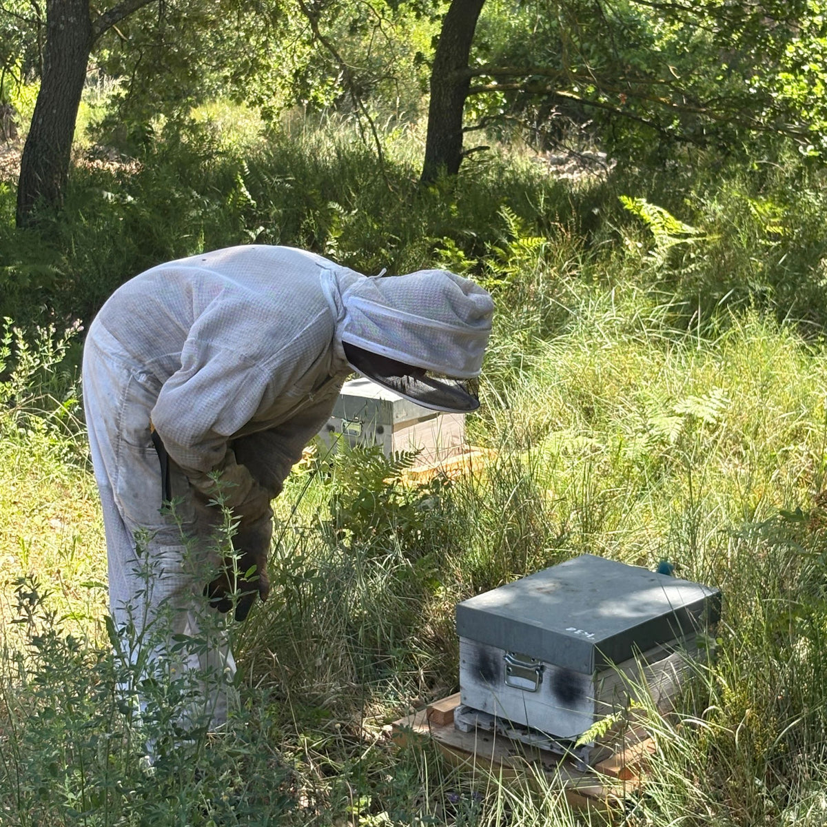 Apiculteur en combinaison et voile de protection penché sur une ruche, au milieu des herbes hautes du rucher