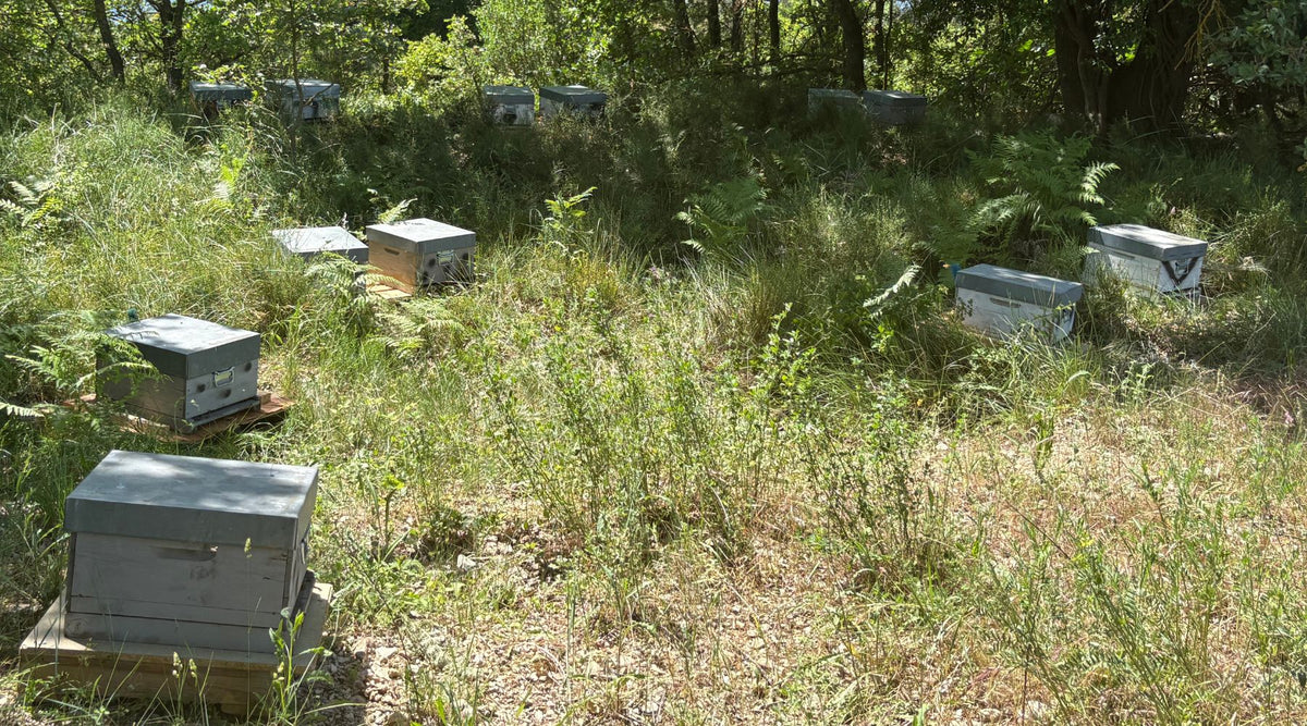 Ruches posées au milieu des herbes hautes et des fougères, dans un rucher en sous-bois
