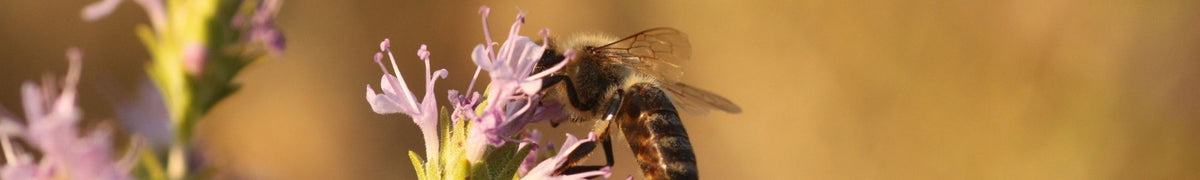 Abeille butinant des fleurs de thym