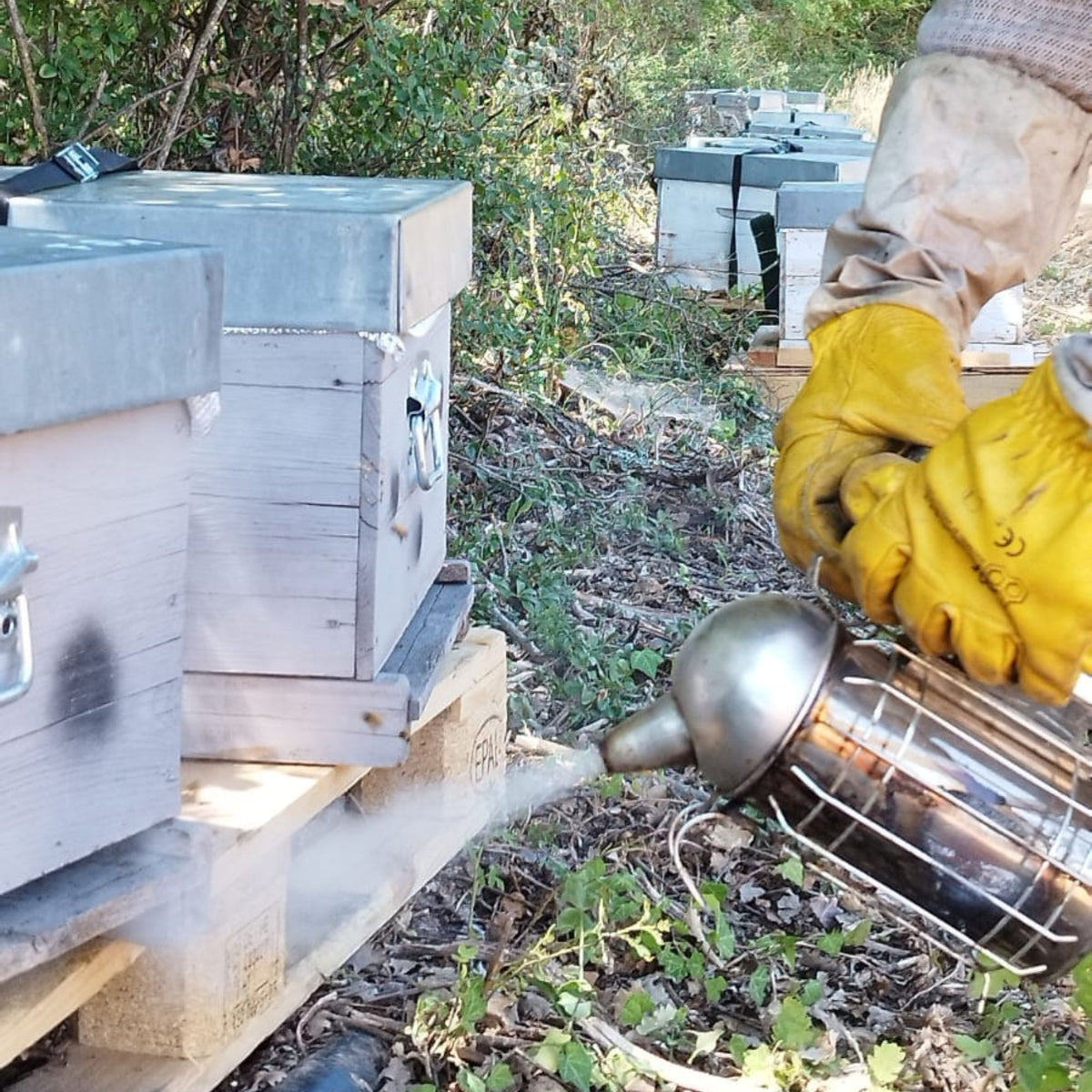 Apiculteur en gants jaunes utilisant un enfumoir devant des ruches installées sur des palettes
